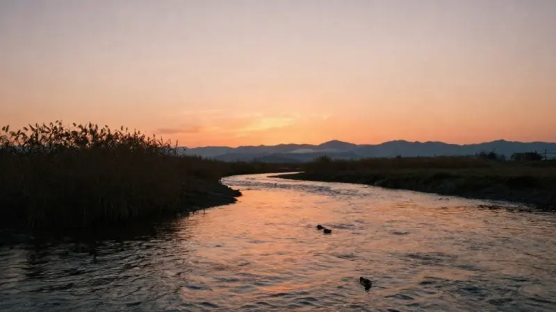 夕暮れの川とアシ原