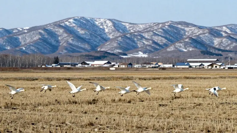 刈り取りの終わった畑の上を飛ぶ白鳥の群れ